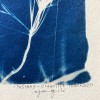 Original Cyanotype print diptych FOREST